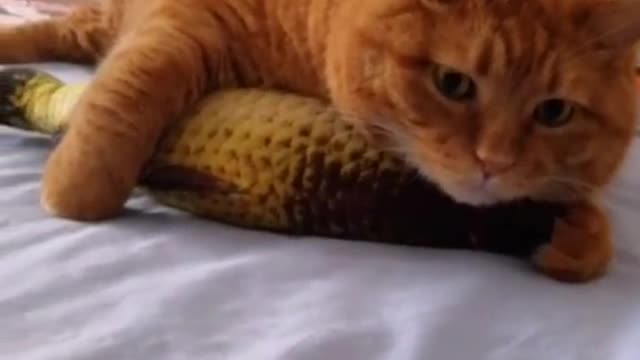 Do you like such a fat cat