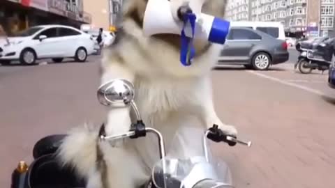 Funny and cute Husky puppies ###