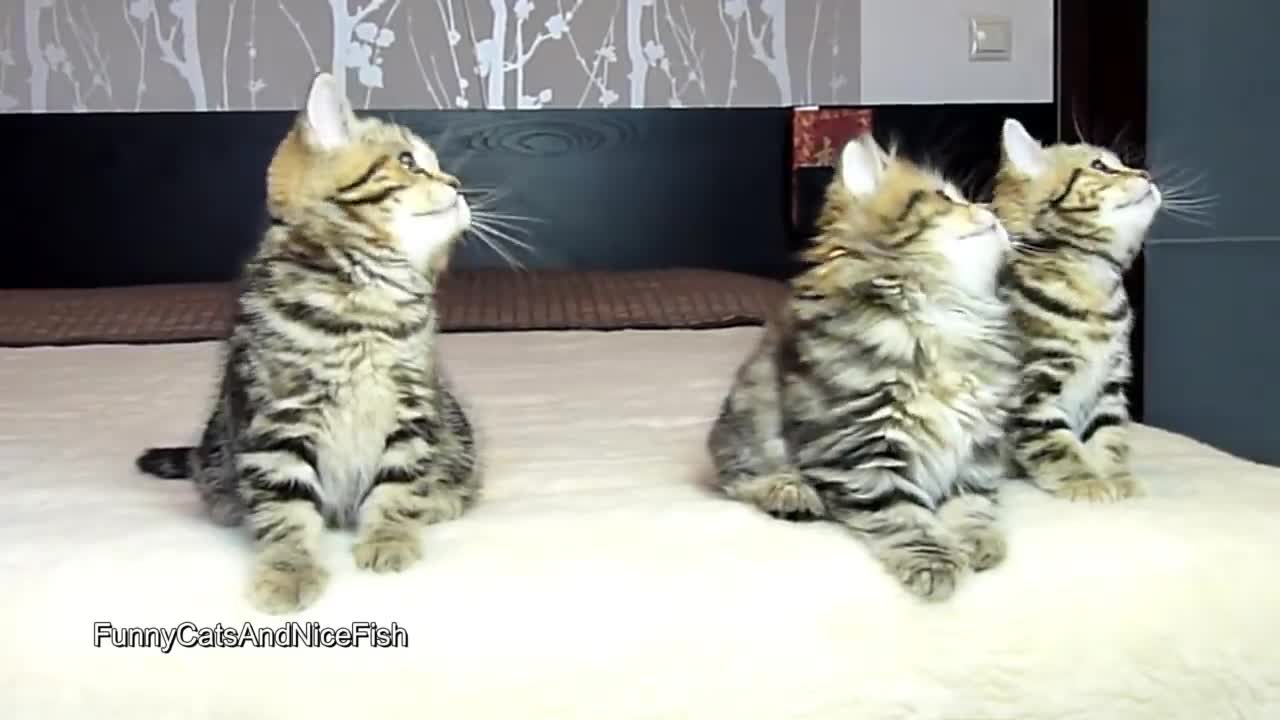top funny cute kitchen playing dancing cat video 02