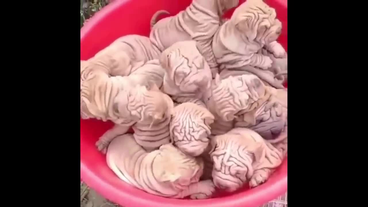 Cute baby animals Videos Compilation cute moment of the animals - Cutest Animals