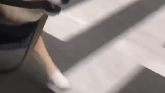 When a dog is in trouble, he will slip by himself