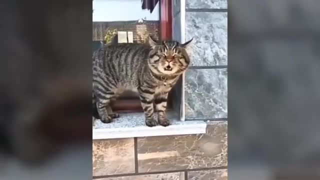 Cats Talking. these cats can speak English better than Humans!!! (Must See!!!!)