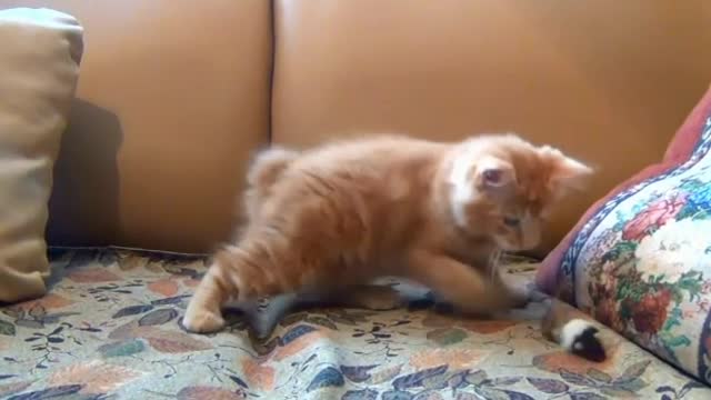 Cute cat