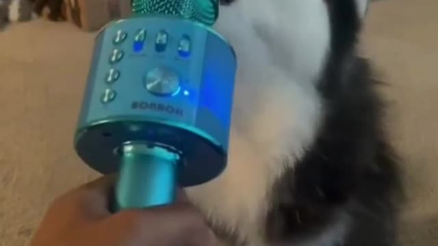 HUSKY SINGING BEAUTIFULL