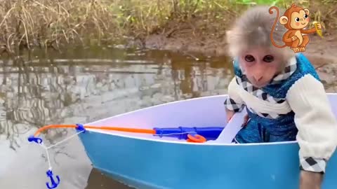 The latest funny video of monkeys, cats and dogs, monkeys fishing in the lake