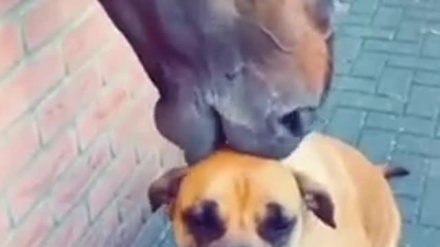 Most funny videos cute animal's cat and dog 3 πΆπ½