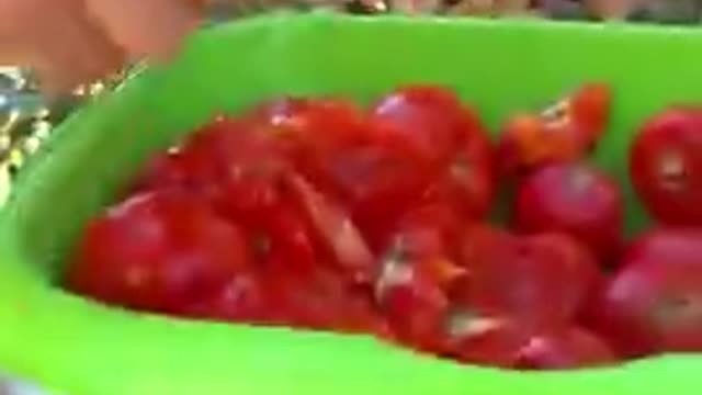 Tomato Juice.