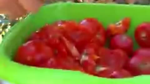 Tomato Juice.