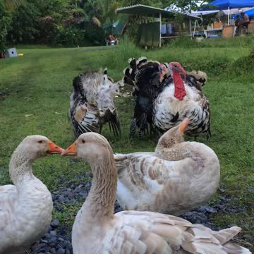 Turkey’s and the goose