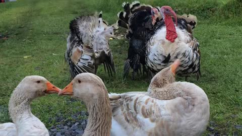 Turkey’s and the goose