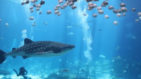 Georgia Aquarium video loop
