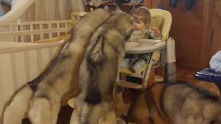 Trio of huskies help toddler finish dinner