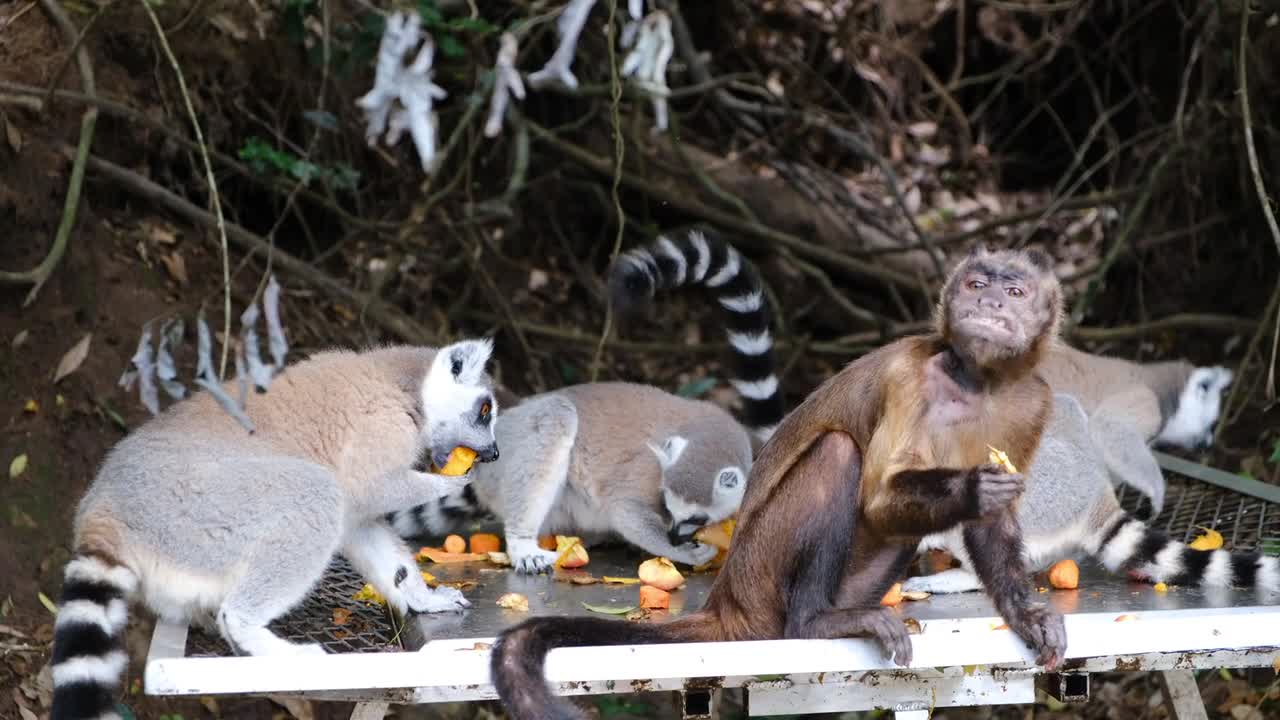 Footage Of Monkeys Eating Together