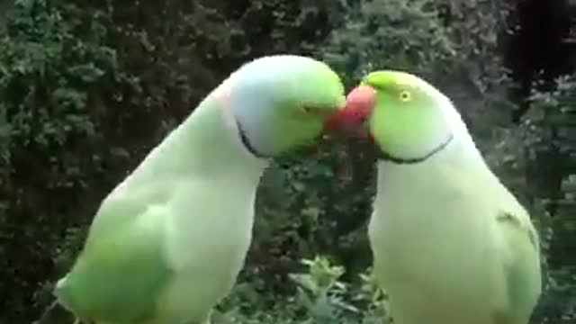 language lovebirds