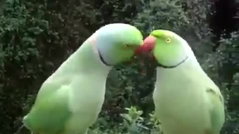 language lovebirds