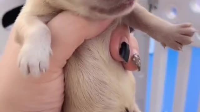 He was born with a horn🐶