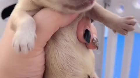 He was born with a horn🐶