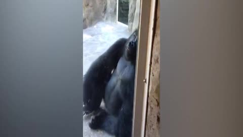 Two Boys Making Fun Of Gorilla