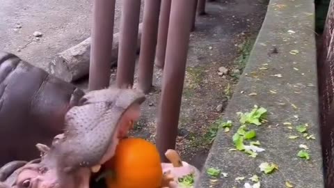 Can you crush a pumpkin in one bite? 🦛🎃