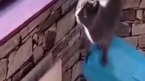 Funny cat video