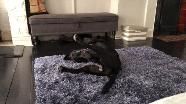 DOG ENJOYS COMFY NEW RUG