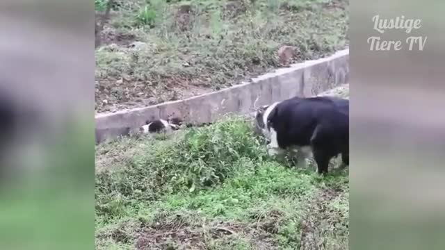 watch these amazing cats and dogs...very cute indeed