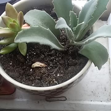 Make Baseballs in America