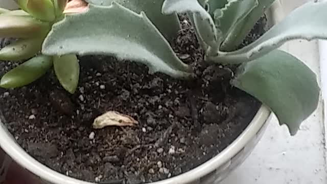 Make Baseballs in America