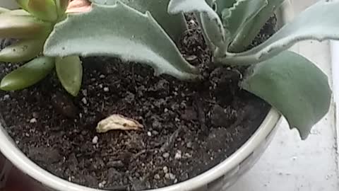 Make Baseballs in America