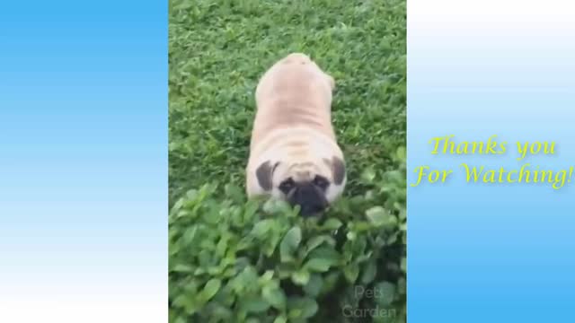 funnt animals videos fails