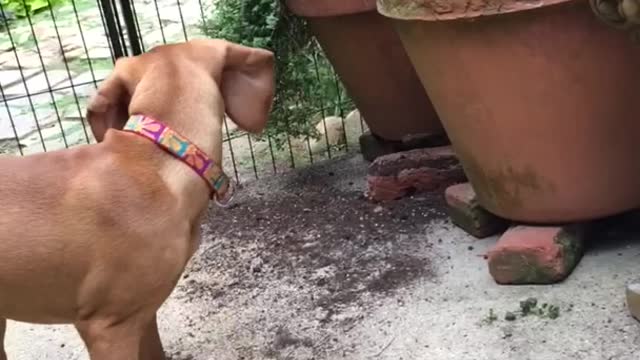 Brown dog digging in pot