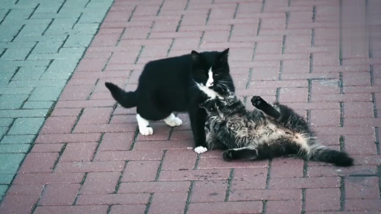 Two kittens playing