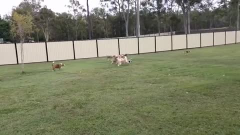 dogs v rc car