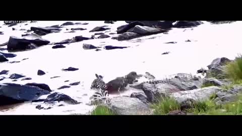 Zebra splashing