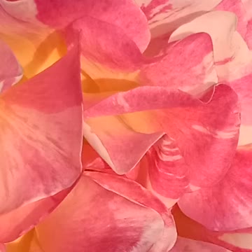 Flower zoom video beautiful short