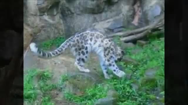 the majestic snow leopard