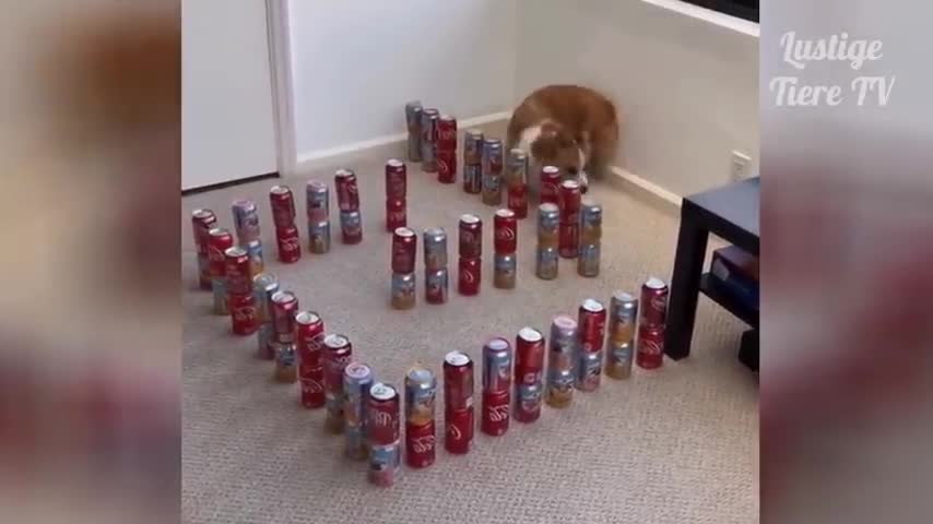 CONVIVAL BETWEEN CATS AND DOGS,