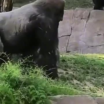 Funny Monkeys make me Happy