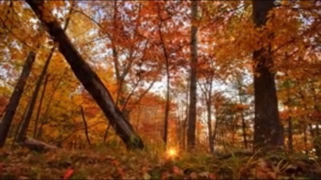 autumn forest