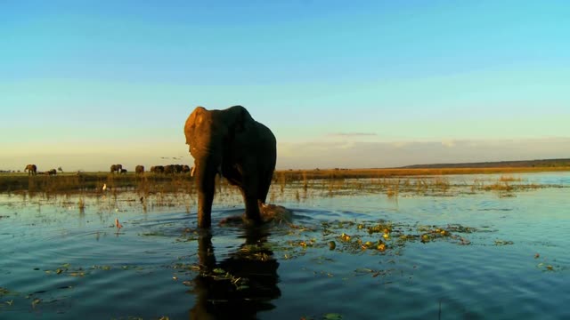 amazing wild animals