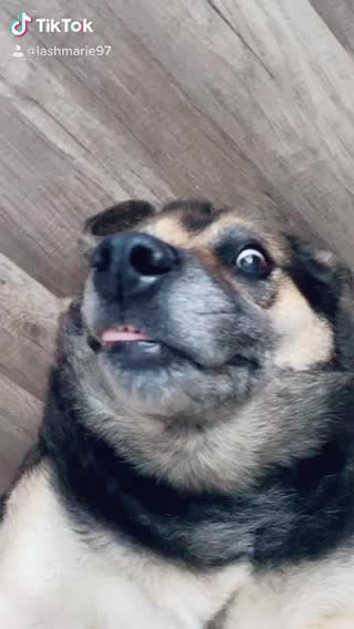 Woman Plays 'Bop It!' With Her Dog's Face