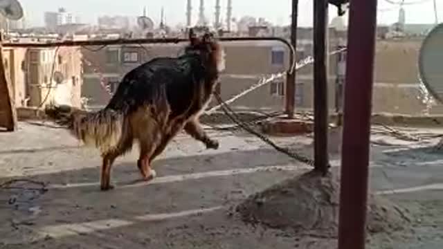 Dog training on the roof