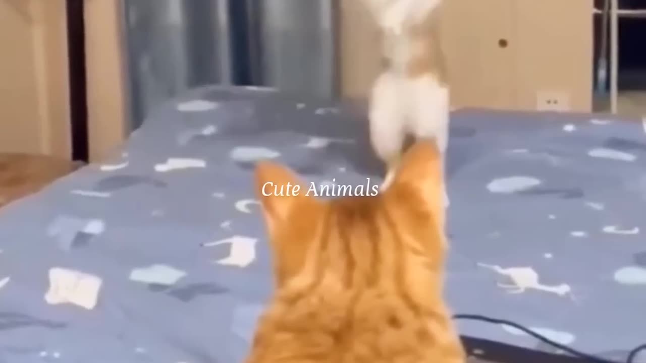 Funniest Videos 2023 😅 #131 #shortvideo #ytshorts #shortscat
