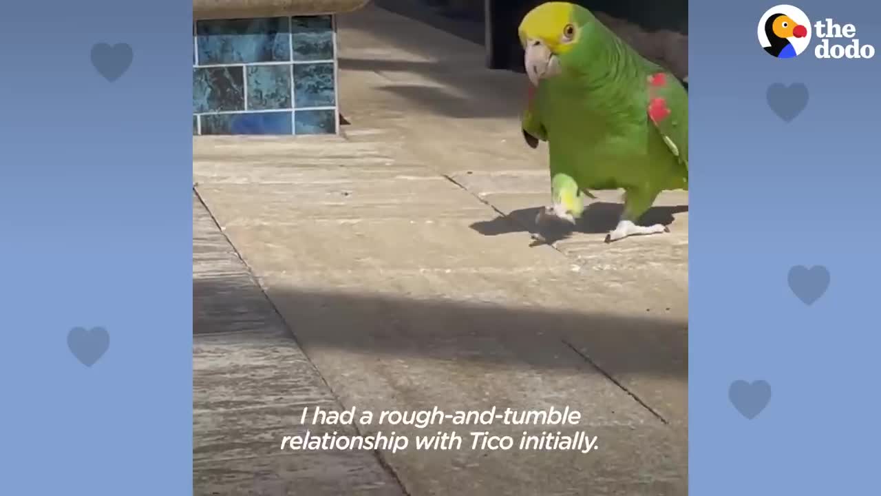 Parrot Insists On Singing Whenever Dad Plays Guitar