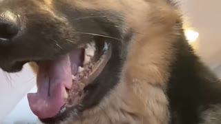 Funny German Shepherd Dog - Fetch Me Their Souls