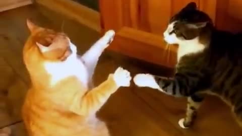 Cat Funny Video.😘