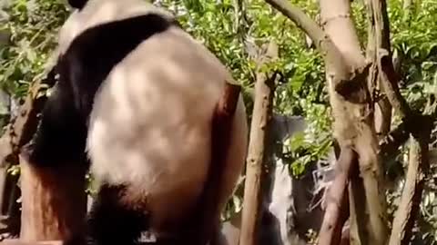 The giant panda