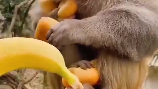 The monkey is so cute that it will take any amount given