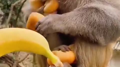 The monkey is so cute that it will take any amount given