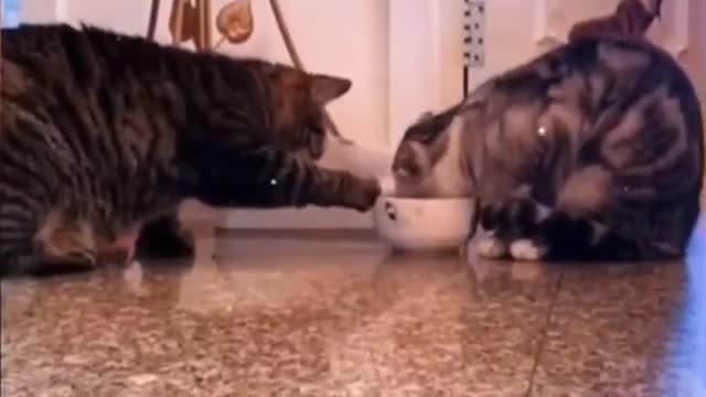 Sharing food KITTENS